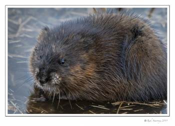 muskrat 1.jpg